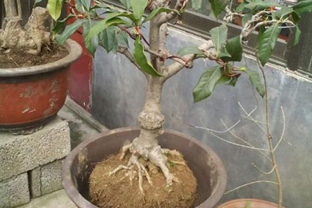 桂花掉叶子是怎么补救