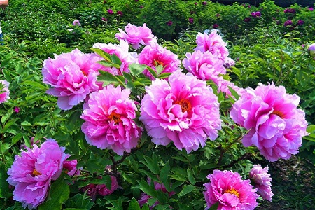 牡丹花开花后怎么种植