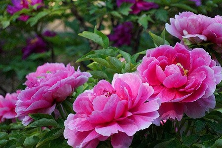 牡丹花开花后怎么种植