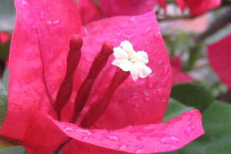 盆栽三角梅的养殖办法和注意些什么