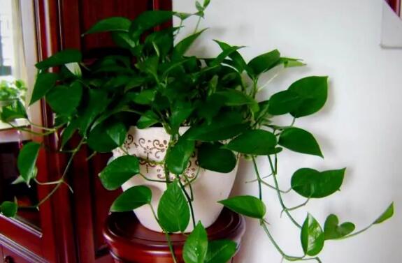 家里这一位置，冬天千万别摆绿萝，否则…