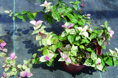 五彩络石可以养室内吗