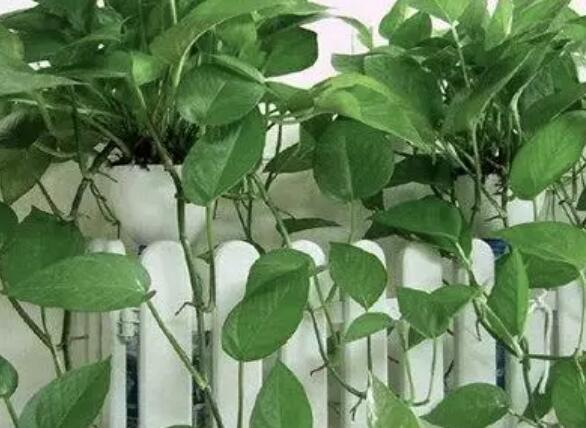 家里这一位置，冬天千万别摆绿萝，否则…