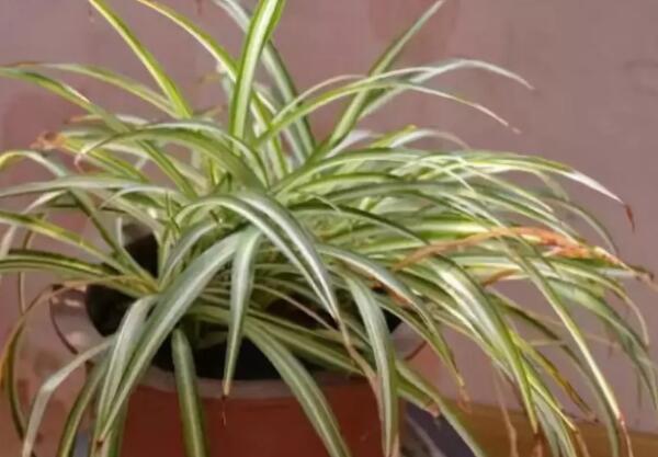 家里这一位置，冬天千万别摆绿萝，否则…