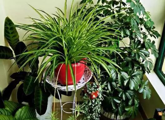 家里这一位置，冬天千万别摆绿萝，否则…