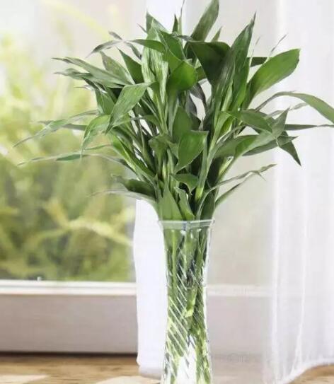 家里这一位置，冬天千万别摆绿萝，否则…