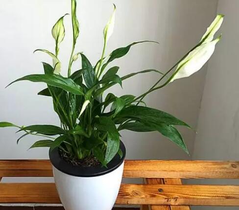 家里这一位置，冬天千万别摆绿萝，否则…