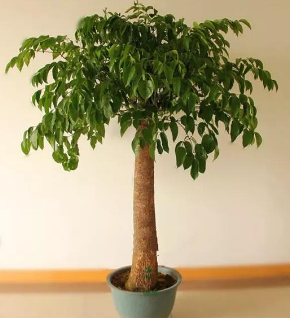 家里这一位置，冬天千万别摆绿萝，否则…