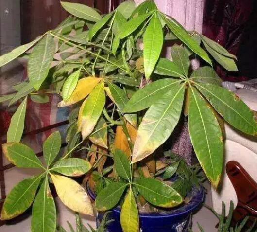 家里这一位置，冬天千万别摆绿萝，否则…