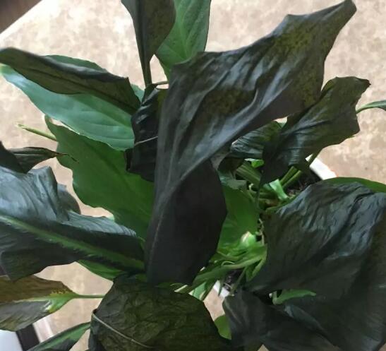 家里这一位置，冬天千万别摆绿萝，否则…