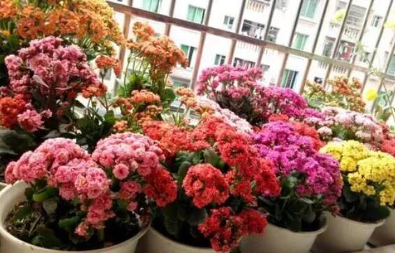 家里这一位置，冬天千万别摆绿萝，否则…