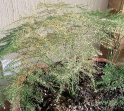 家里这一位置，冬天千万别摆绿萝，否则…