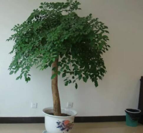 家里这一位置，冬天千万别摆绿萝，否则…