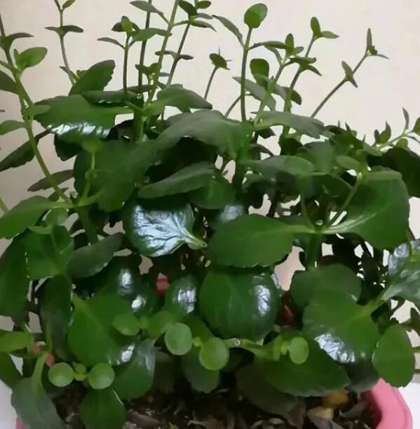 家里这一位置，冬天千万别摆绿萝，否则…