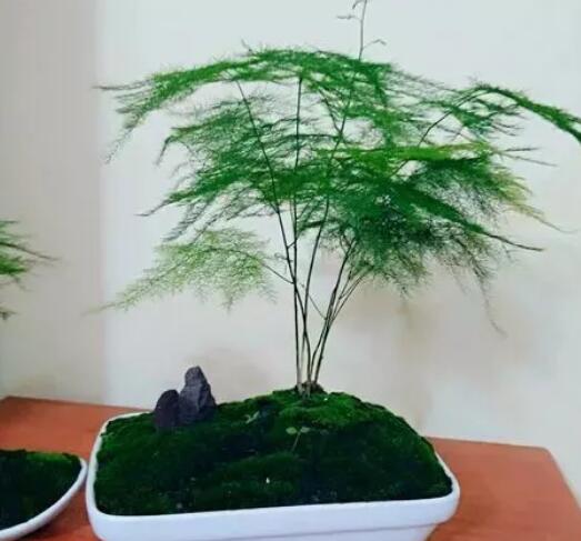 家里这一位置，冬天千万别摆绿萝，否则…