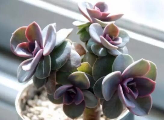 家里这一位置，冬天千万别摆绿萝，否则…