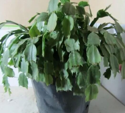 家里这一位置，冬天千万别摆绿萝，否则…