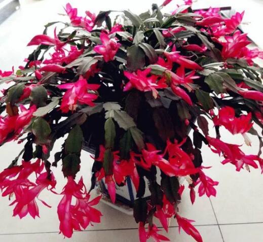 家里这一位置，冬天千万别摆绿萝，否则…