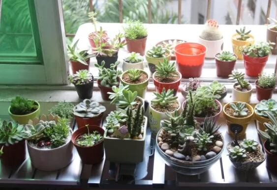 家里这一位置，冬天千万别摆绿萝，否则…