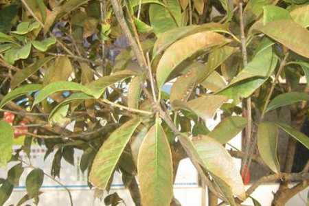 盆栽桂花干叶子解决办法