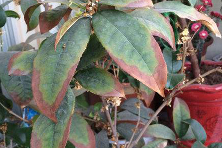 盆栽桂花干叶子解决办法