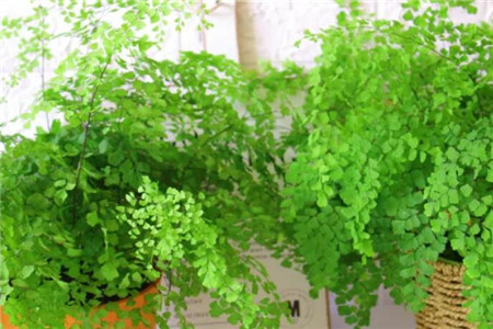 铁线蕨的养殖办法和注意些什么