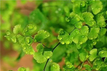 铁线蕨的养殖办法和注意些什么