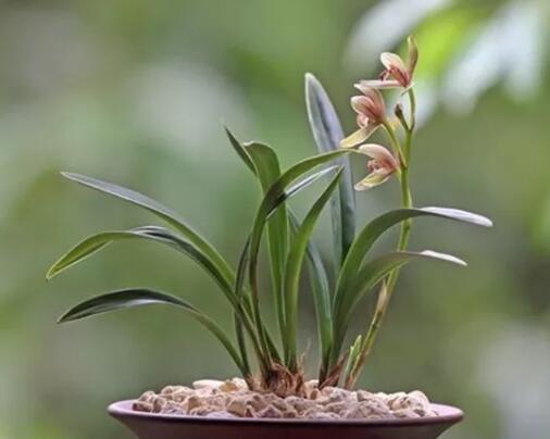 家家基本都有的“小药片”，碾碎兑水来浇花，嗖嗖长个不黄叶！