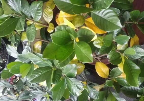 家家基本都有的“小药片”，碾碎兑水来浇花，嗖嗖长个不黄叶！