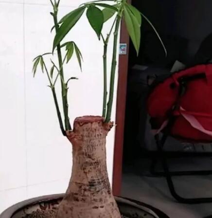 家家基本都有的“小药片”，碾碎兑水来浇花，嗖嗖长个不黄叶！