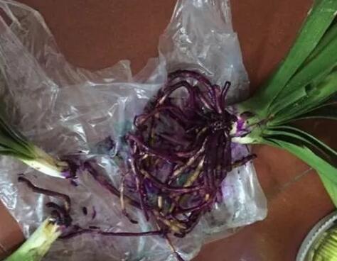 家家基本都有的“小药片”，碾碎兑水来浇花，嗖嗖长个不黄叶！