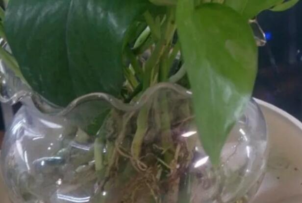 家家基本都有的“小药片”，碾碎兑水来浇花，嗖嗖长个不黄叶！