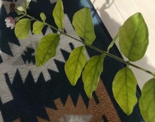 家家基本都有的“小药片”，碾碎兑水来浇花，嗖嗖长个不黄叶！