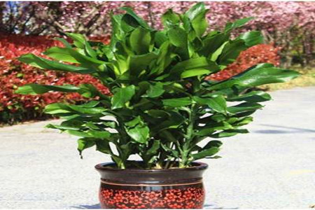 螺纹铁的养殖办法和注意些什么