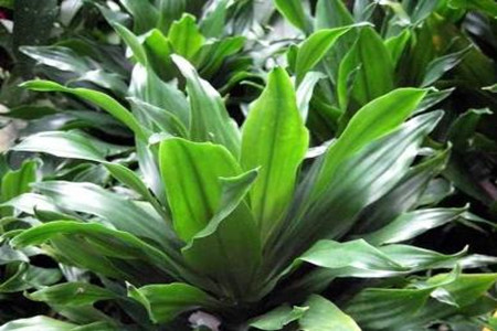 螺纹铁的养殖办法和注意些什么