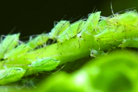 三角梅冬天怎么种植