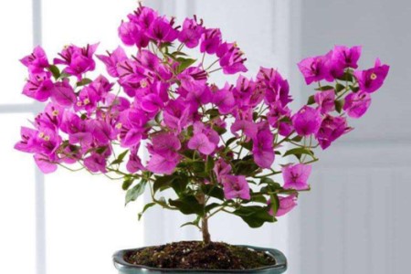 三角梅冬天怎么种植