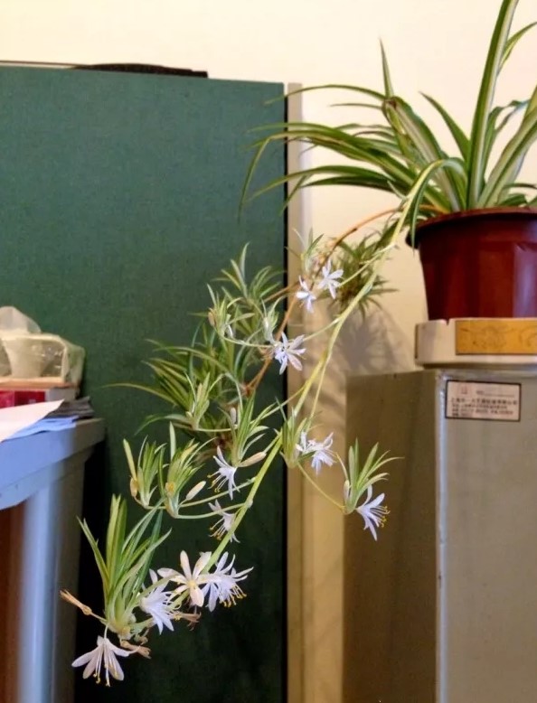 她养吊兰狂开花，1枝冒20个小吊，扔水里长出狗牙根！