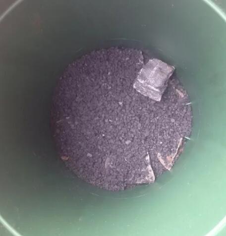 她养吊兰狂开花，1枝冒20个小吊，扔水里长出狗牙根！