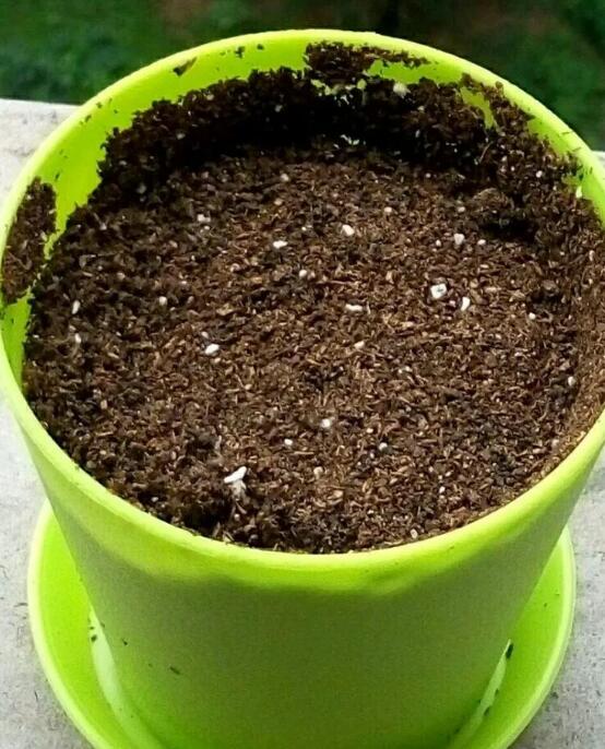 她养吊兰狂开花，1枝冒20个小吊，扔水里长出狗牙根！