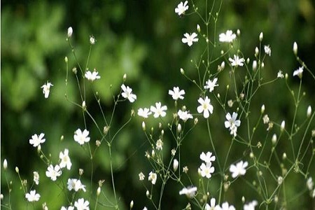 满天星的养殖办法和注意些什么