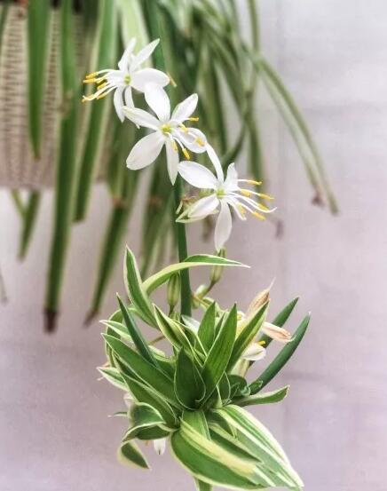 她养吊兰狂开花，1枝冒20个小吊，扔水里长出狗牙根！