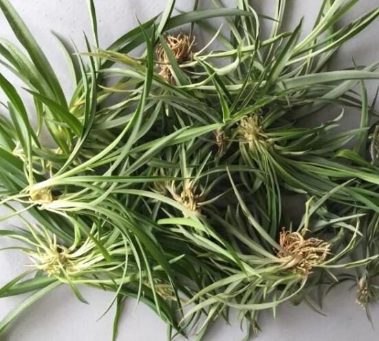 她养吊兰狂开花，1枝冒20个小吊，扔水里长出狗牙根！