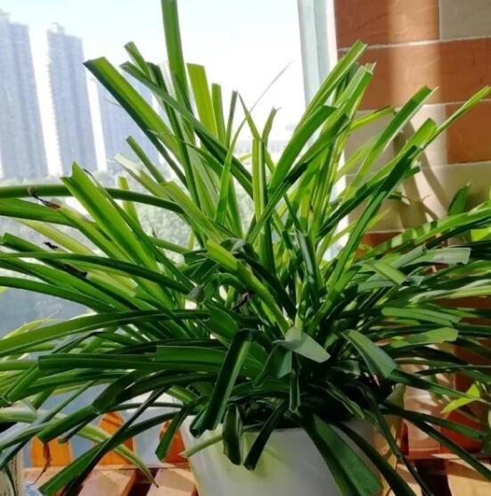 她养吊兰狂开花，1枝冒20个小吊，扔水里长出狗牙根！