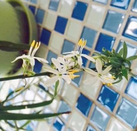 她养吊兰狂开花，1枝冒20个小吊，扔水里长出狗牙根！