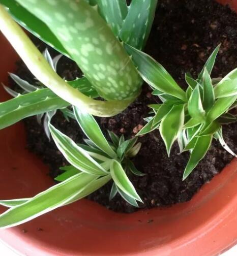 她养吊兰狂开花，1枝冒20个小吊，扔水里长出狗牙根！