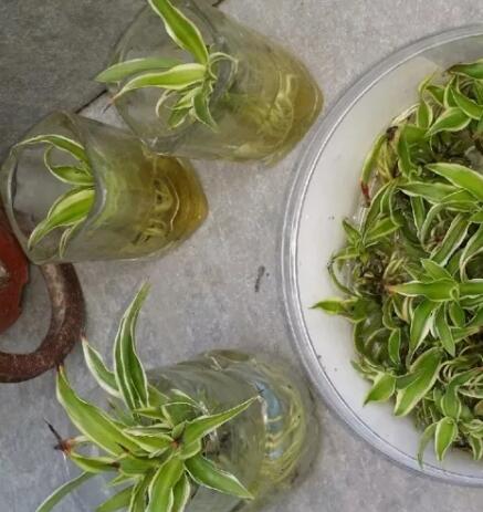 她养吊兰狂开花，1枝冒20个小吊，扔水里长出狗牙根！