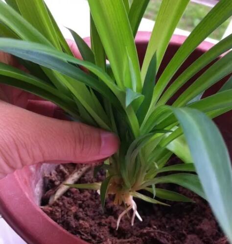 她养吊兰狂开花，1枝冒20个小吊，扔水里长出狗牙根！