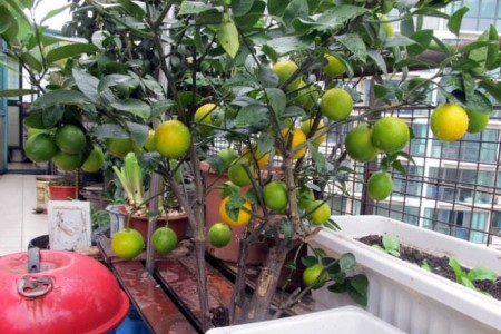 盆栽柠檬的养殖办法和注意些什么