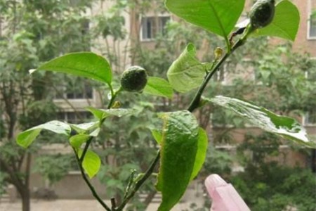盆栽柠檬的养殖办法和注意些什么
